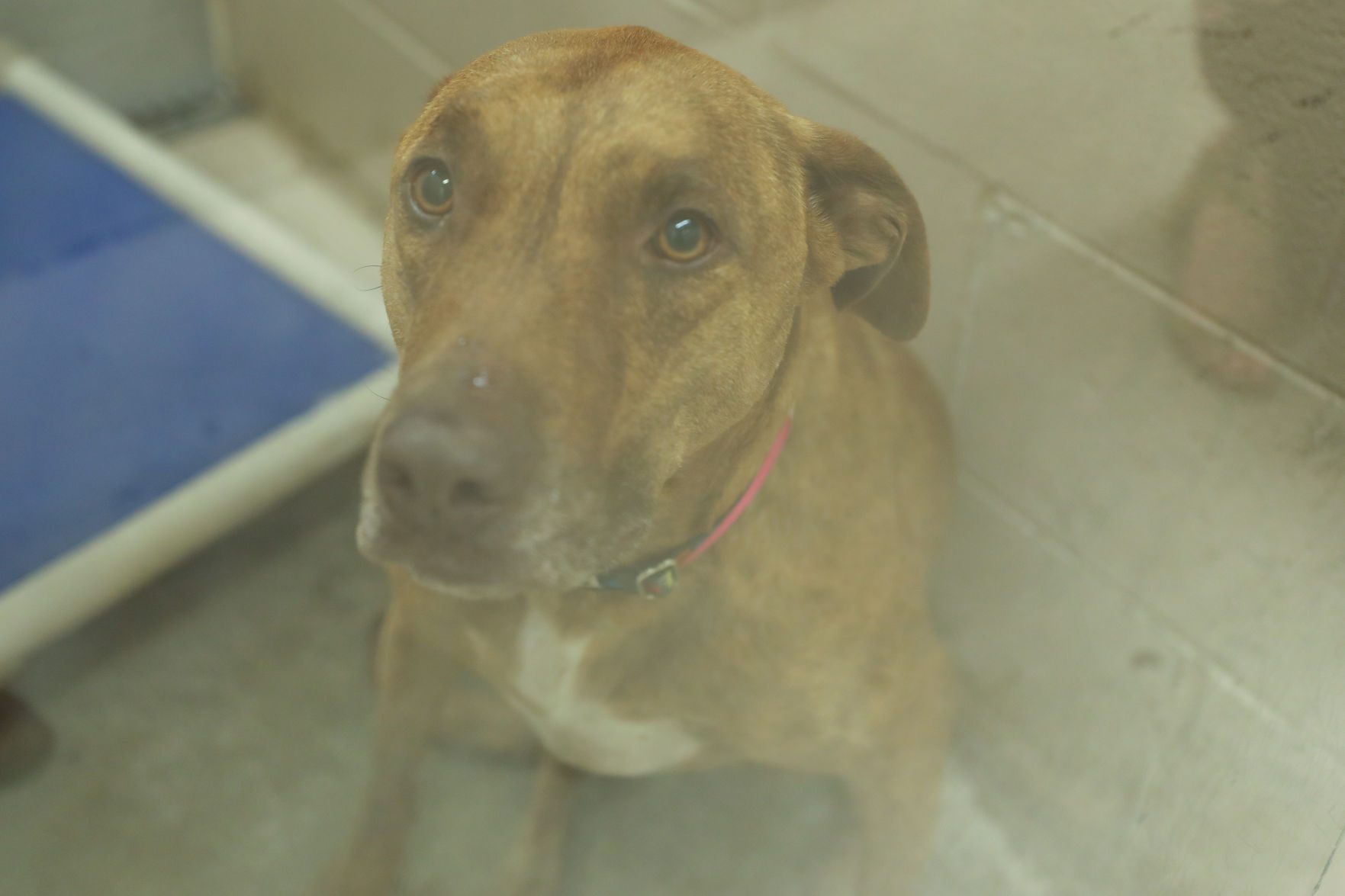 Lee County Humane Society pets for adoption